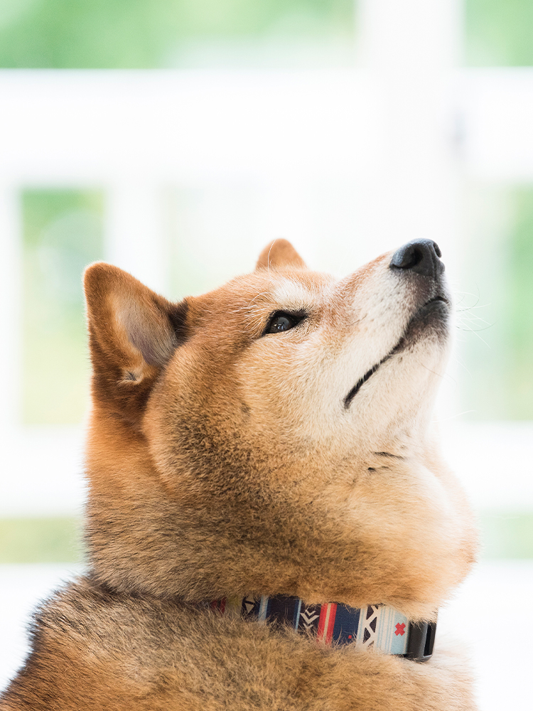 中島動物病院